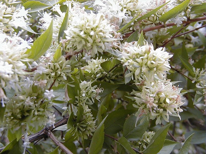 Abelia Abelia