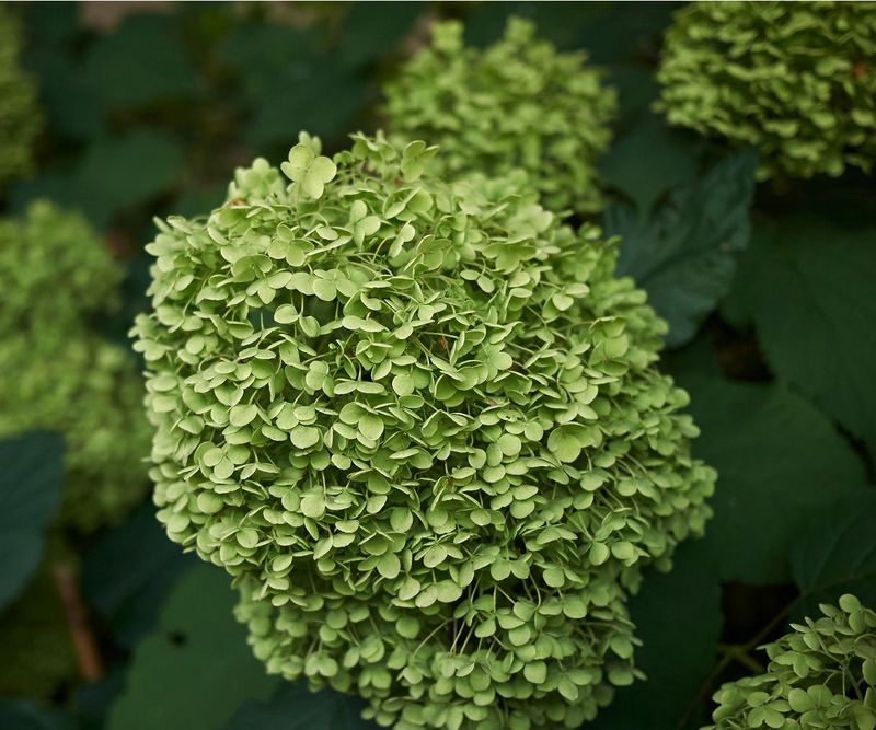 Abnormal Green Flowers Can Occasionally Point To Phytoplasma Abnormal Green Flowers Can Occasionally Point To Phytoplasma