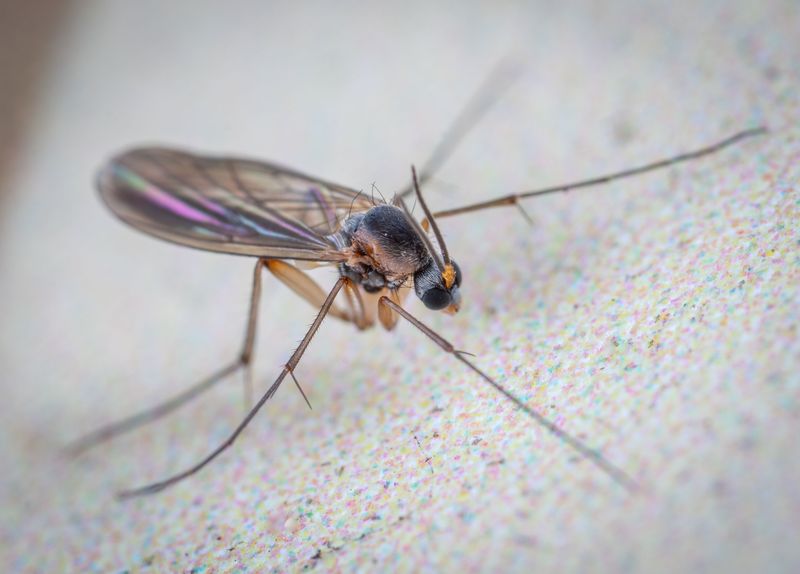 Abundant Flying Insects Draw These Predators Into Your Yard Abundant Flying Insects Draw These Predators Into Your Yard