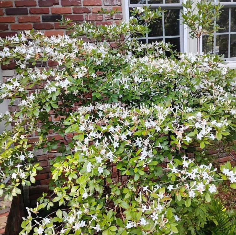 Acidic Soil Can Make A Noticeable Difference Acidic Soil Can Make A Noticeable Difference