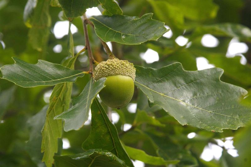 Acorns Give Local Wildlife Another Reason To Visit