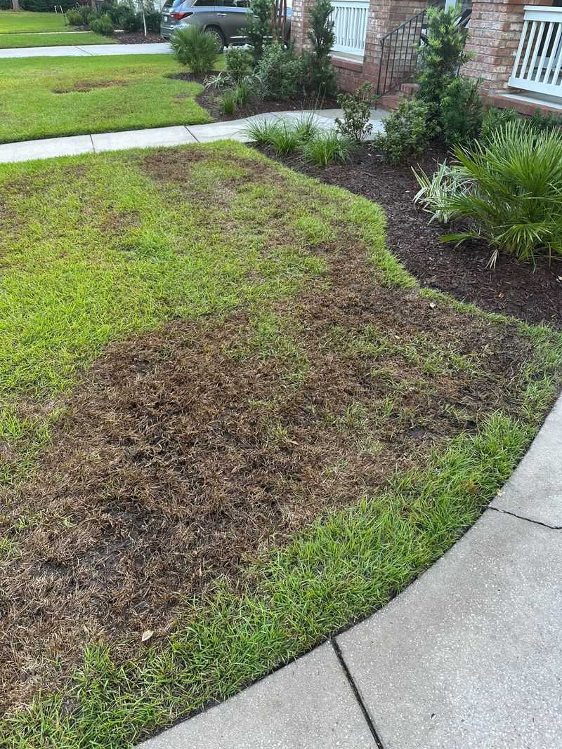 Acting Quickly Protects Your Lawn From Overnight Damage