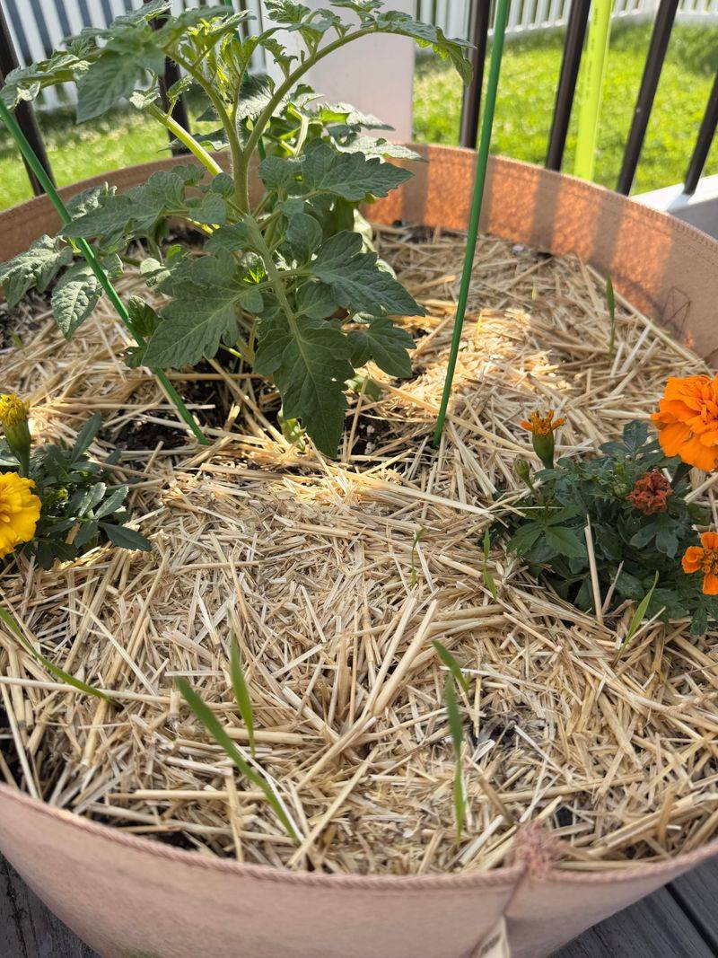 Add A Layer Of Mulch On Top Of Soil Add A Layer Of Mulch On Top Of Soil