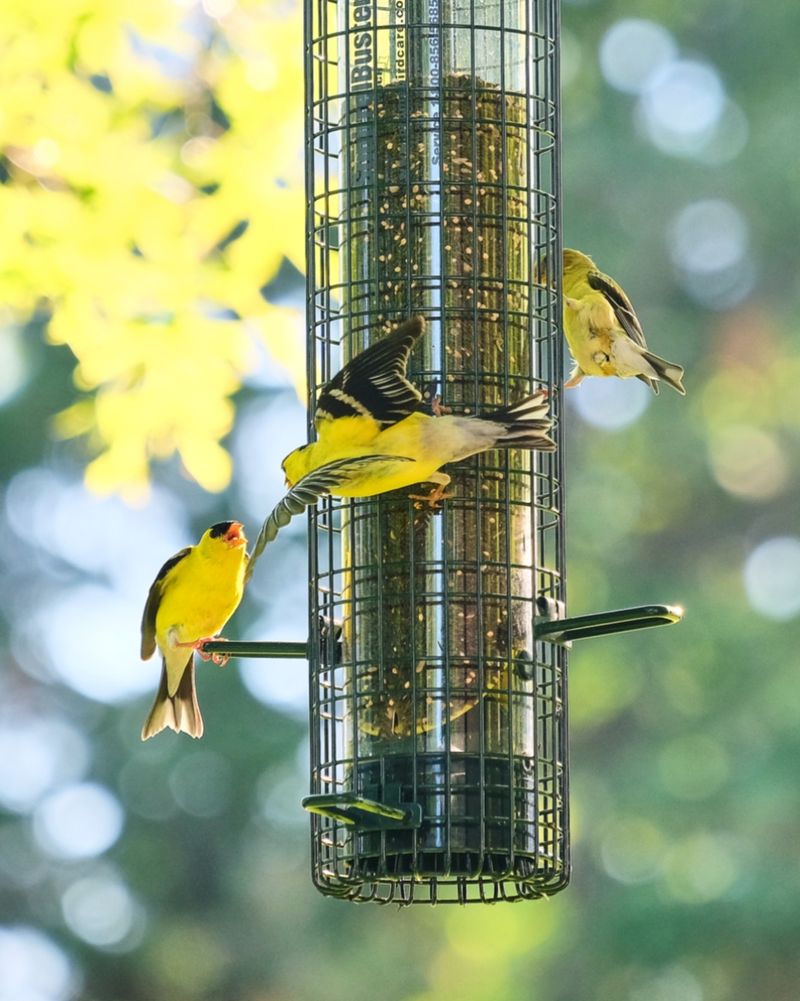 Add A Tube Feeder For Smaller Seed Eating Birds Add A Tube Feeder For Smaller Seed Eating Birds