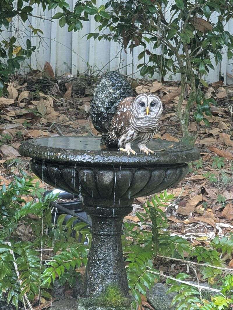 Add A Water Source For Owls To Use