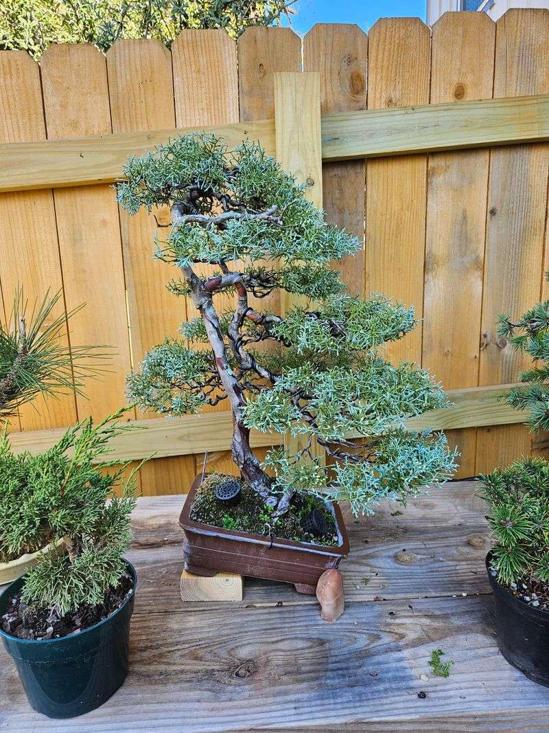 Add Arizona Cypress For Evergreen Cover Add Arizona Cypress For Evergreen Cover