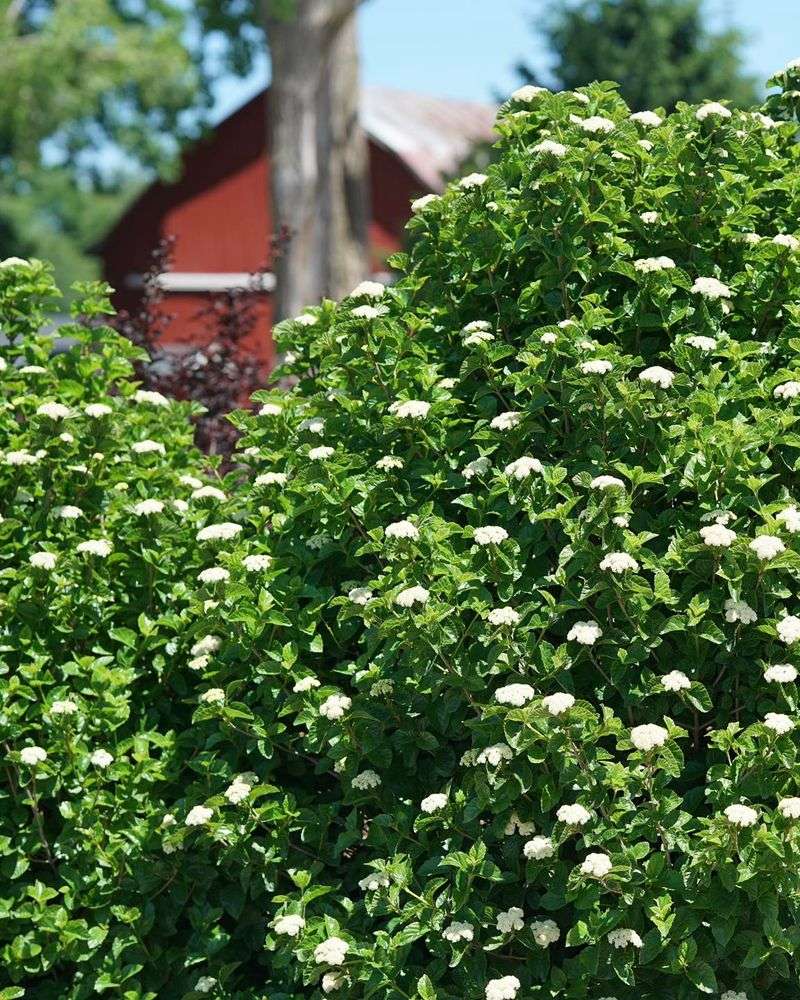 Add Arrowwood Viburnum For Seasonal Bulk