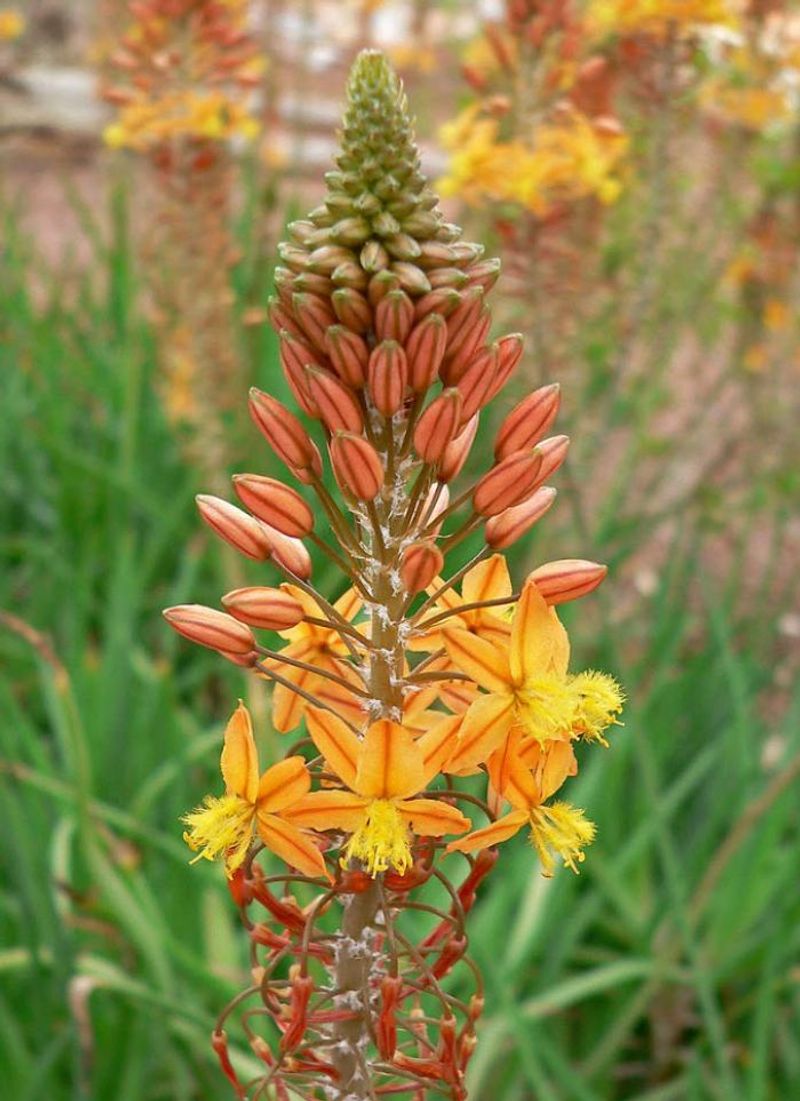 Add Bulbine For Low Water Flowers
