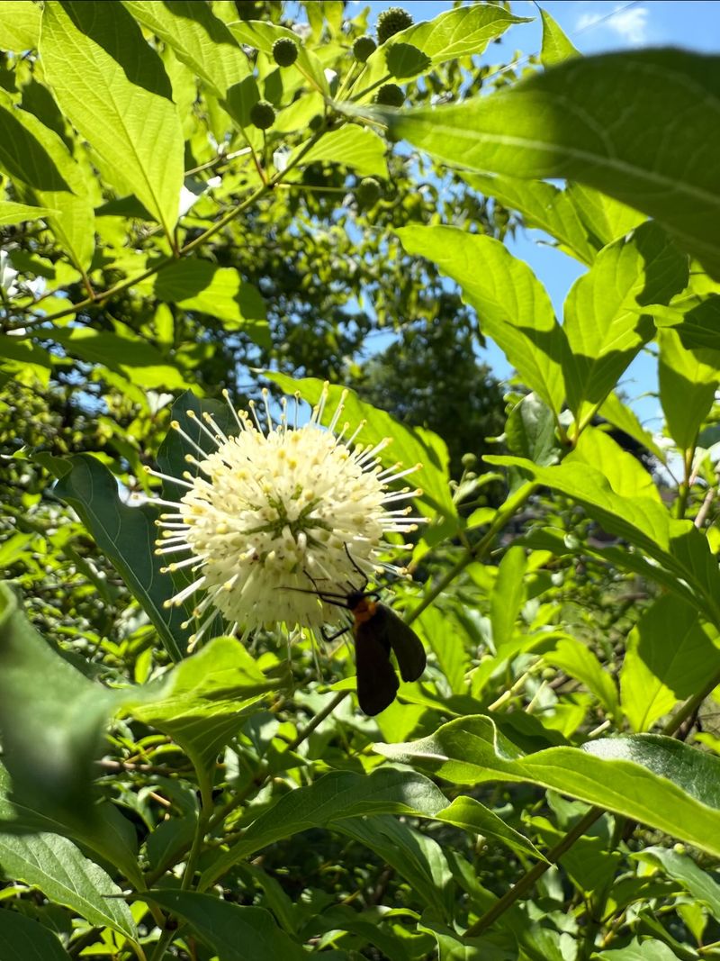 Add Buttonbush Near Damp Ground Add Buttonbush Near Damp Ground