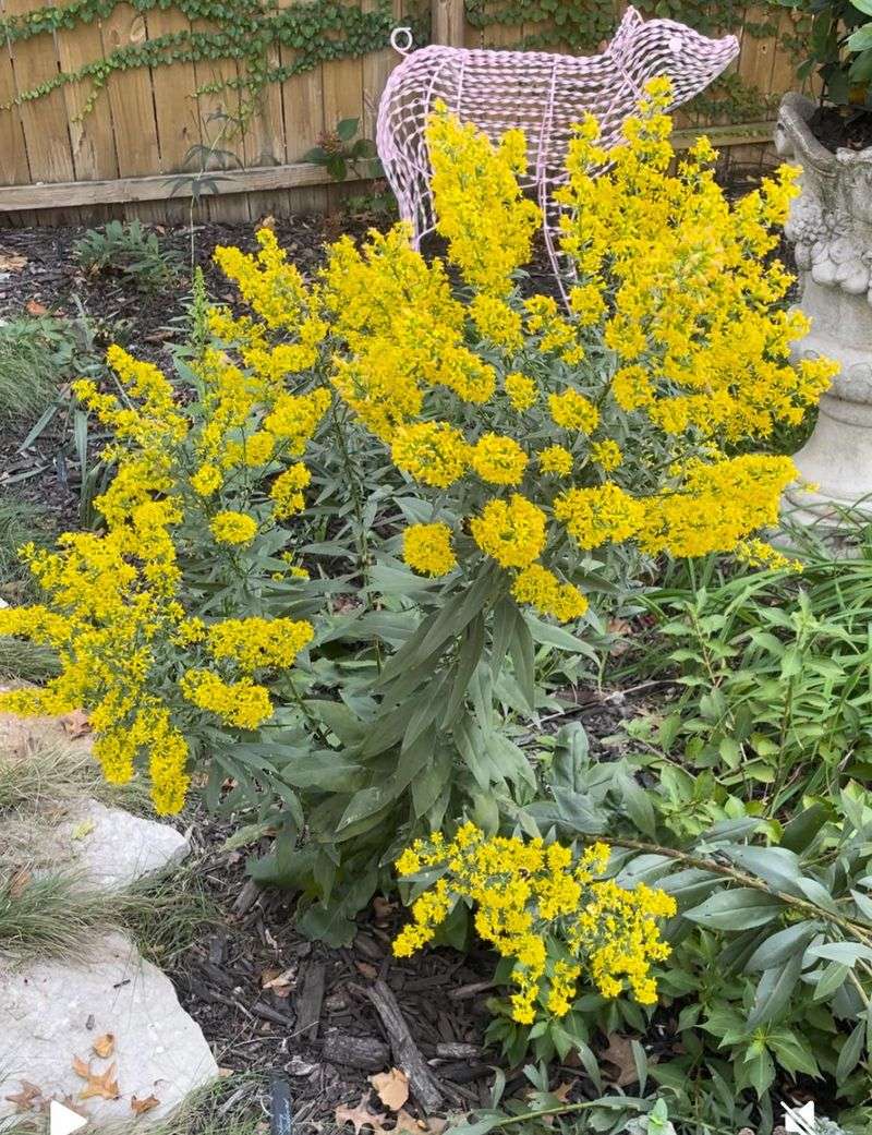 Add California Goldenrod For Late Nectar