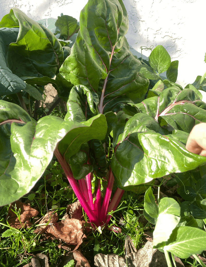 Add Chard As Fall Planting Opens Add Chard As Fall Planting Opens