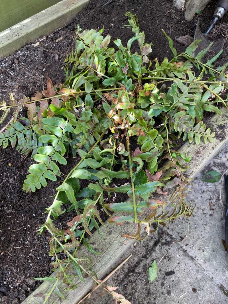 Add Christmas Fern For Evergreen Texture