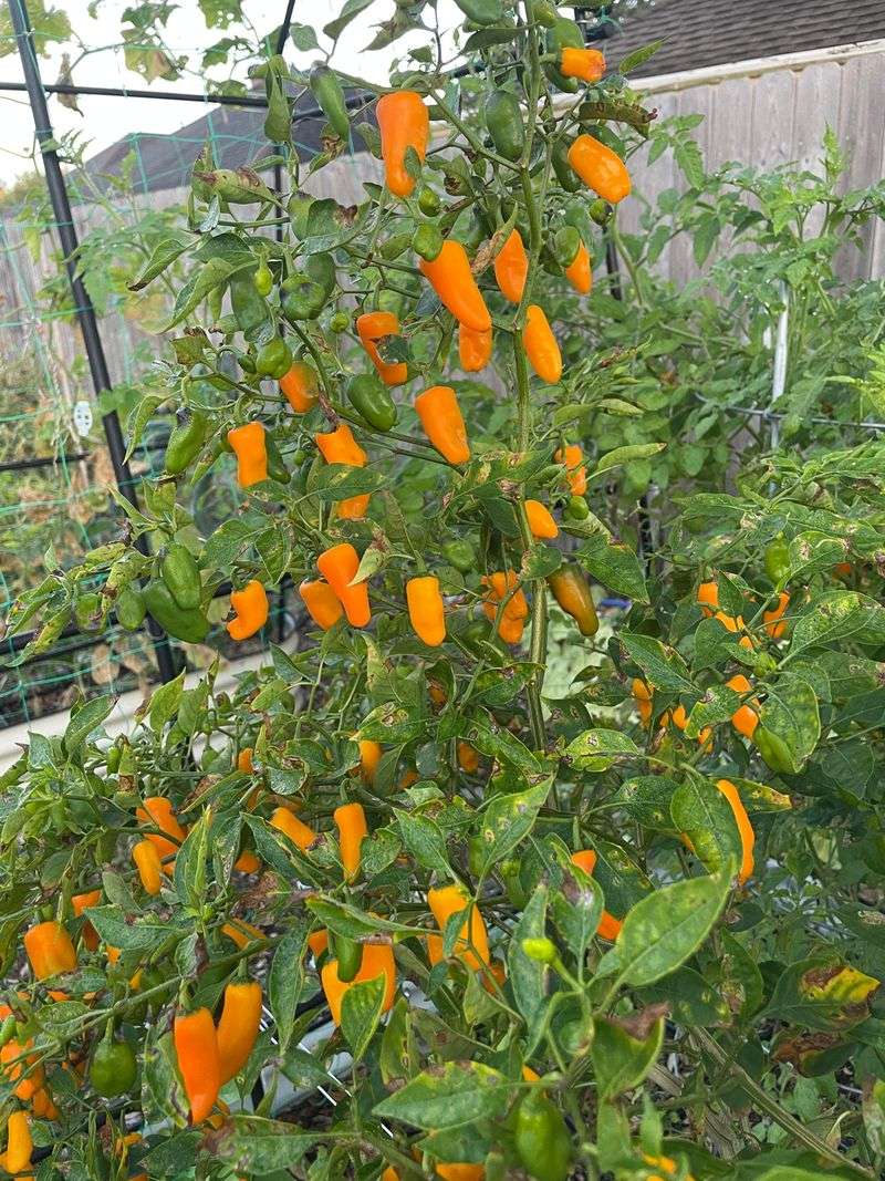 Add Datil Pepper For Florida Flavor Add Datil Pepper For Florida Flavor