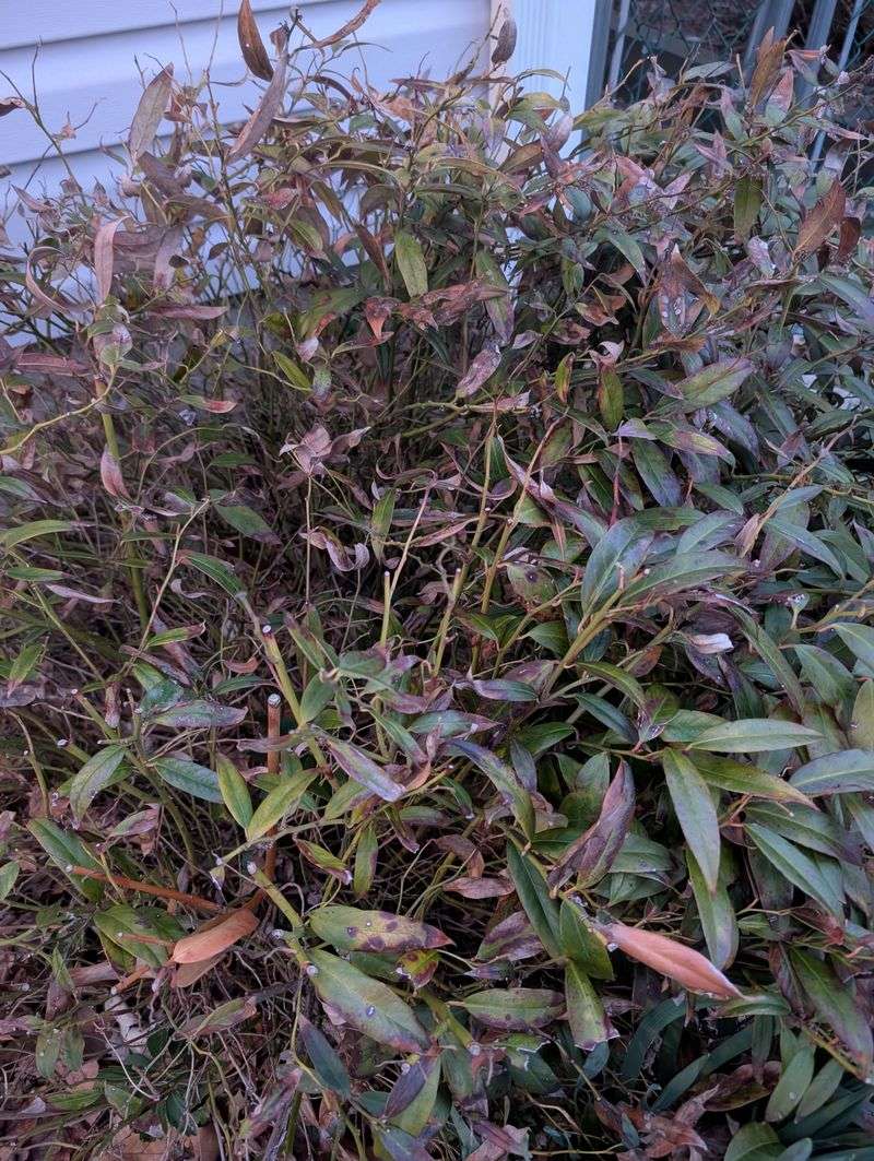 Add Drooping Leucothoe Along Shaded Edges