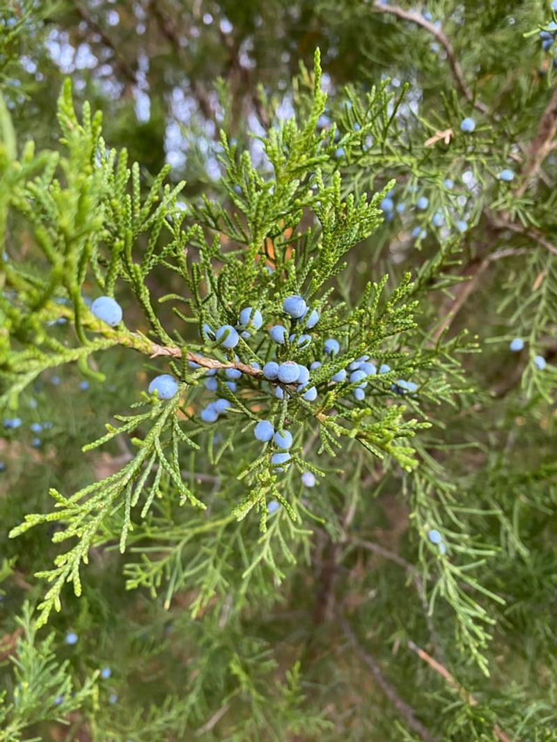 Add Eastern Red Cedar For Blue Berries