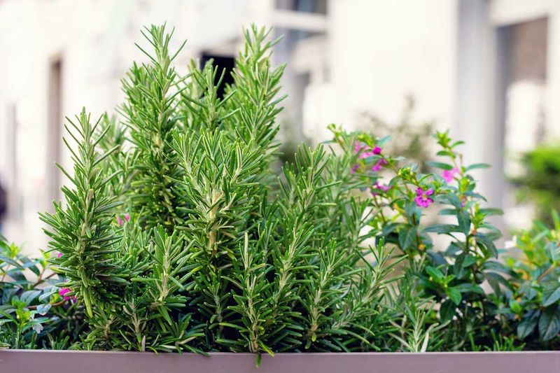 Add Evergreen Texture Without Crowding The Entry Add Evergreen Texture Without Crowding The Entry