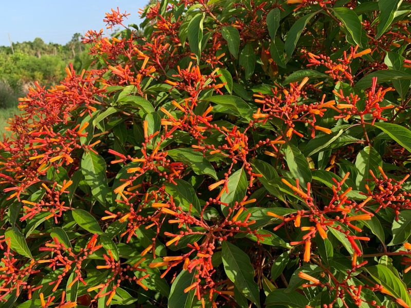 Add Firebush For A Softer Heat Screen Add Firebush For A Softer Heat Screen