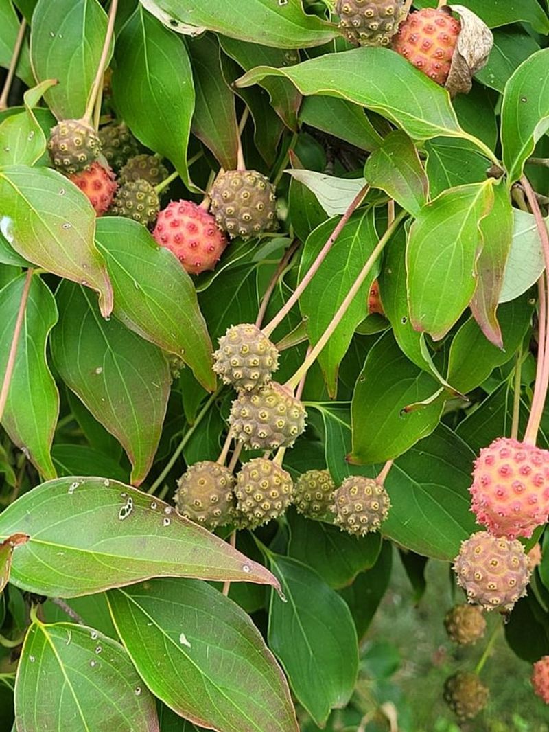 Add Flowering Dogwood For Fall Fruit