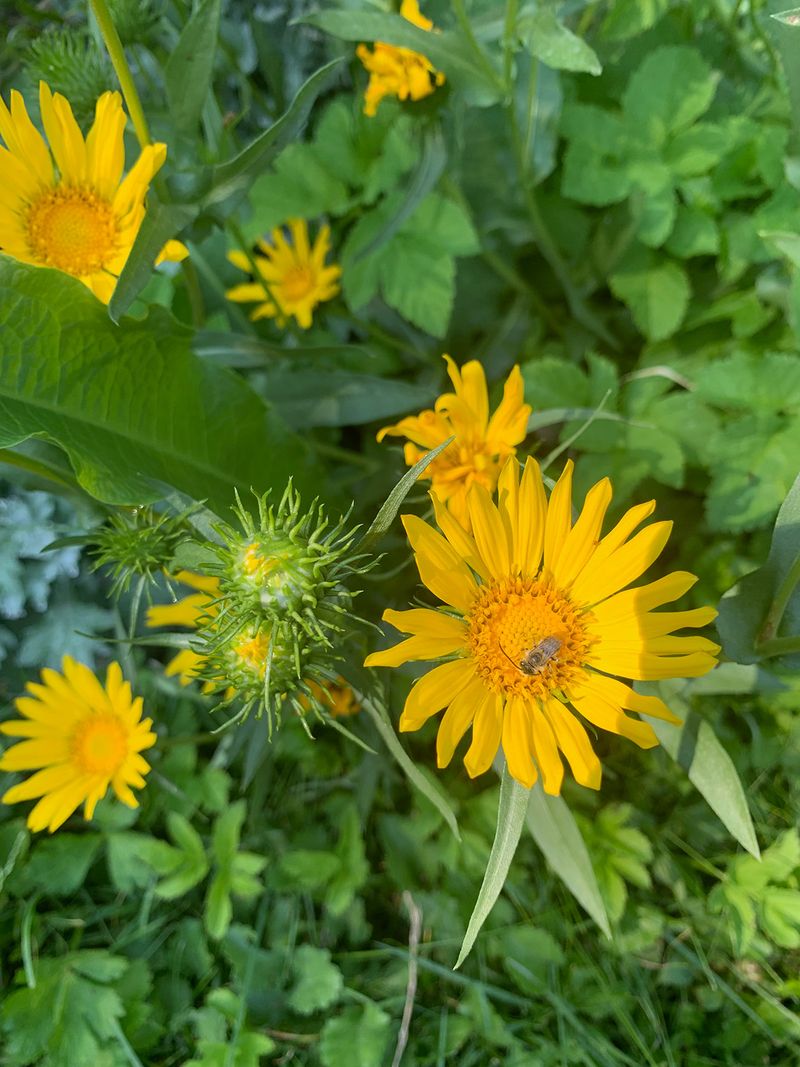 Add Gumweed To Dry Sunny Beds Add Gumweed To Dry Sunny Beds