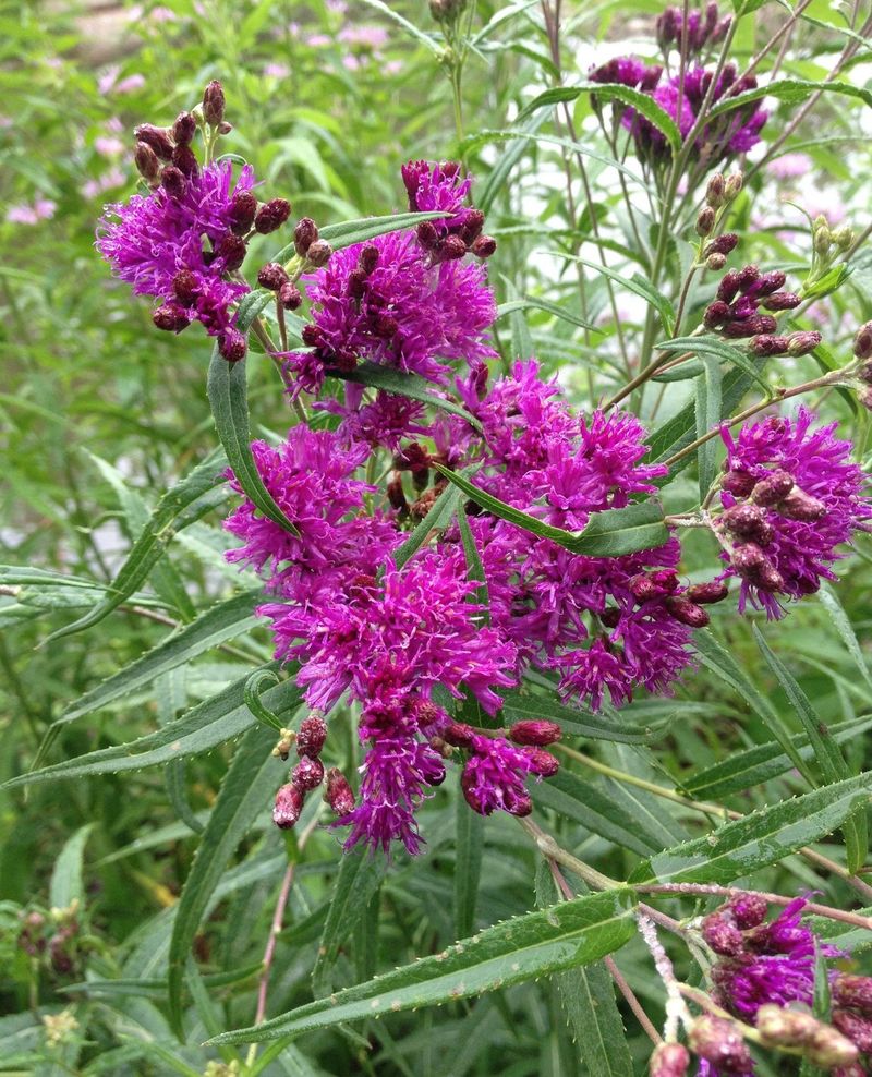 Add Ironweed For A Purple Punch