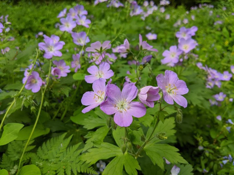 Add Keystone Wildflowers To The Berks County Route Add Keystone Wildflowers To The Berks County Route