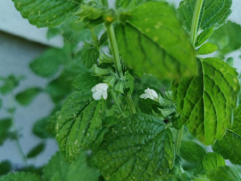 Add Lemon Balm For Insect Traffic