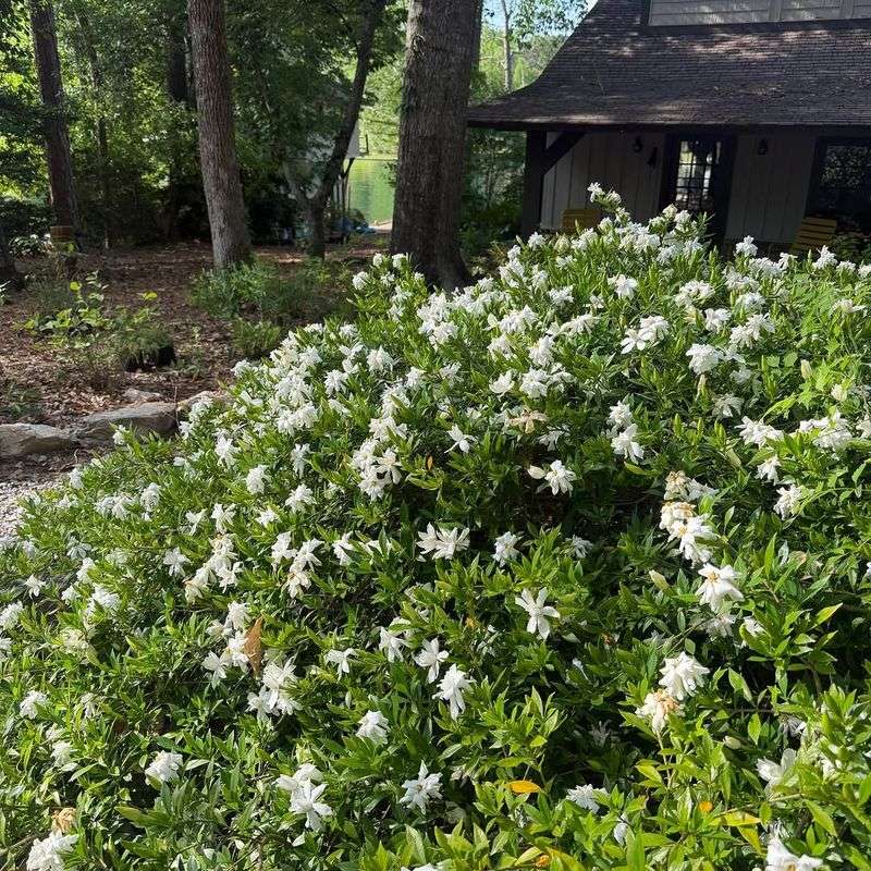 Add Mulch Around The Root Area