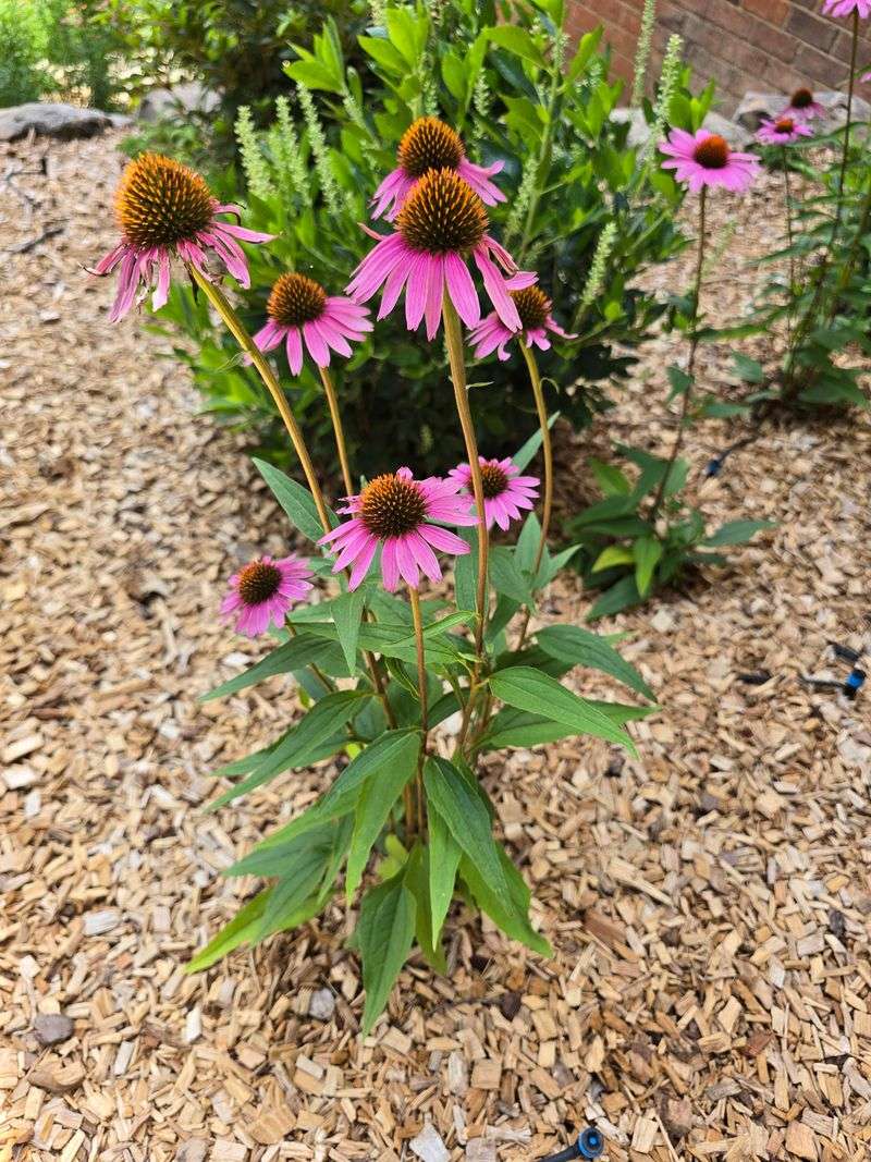 Add Mulch If The Soil Dries Too Quickly