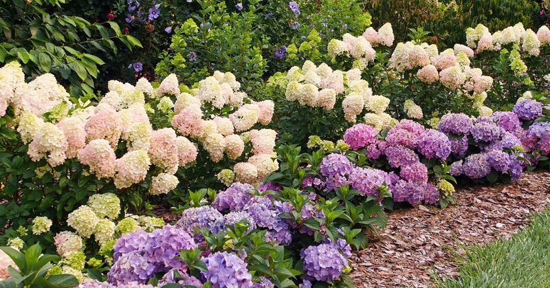 Add Mulch To Cool Soil And Slow Moisture Loss Add Mulch To Cool Soil And Slow Moisture Loss