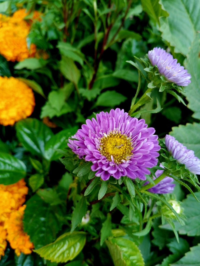 Add Mums And Asters For Late Blooms