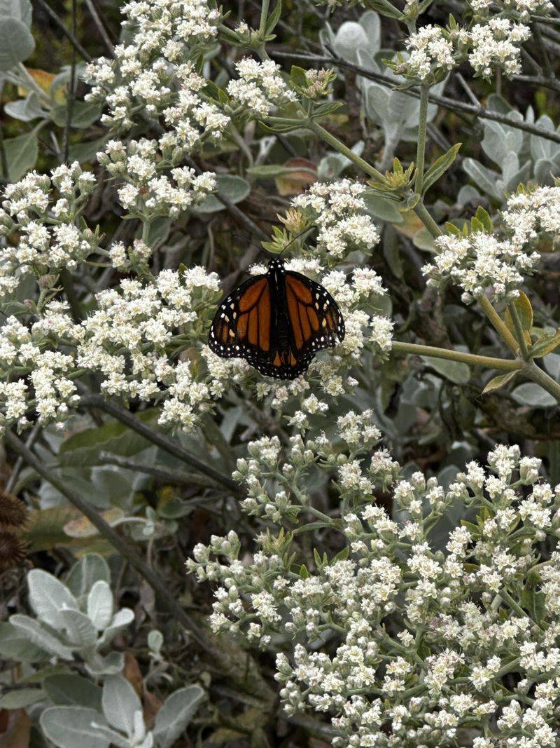 Add Native Buckwheat For Long Bloom