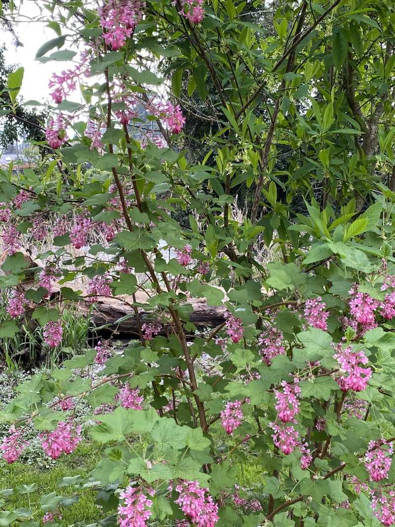 Add Native Currants For Wildlife Value