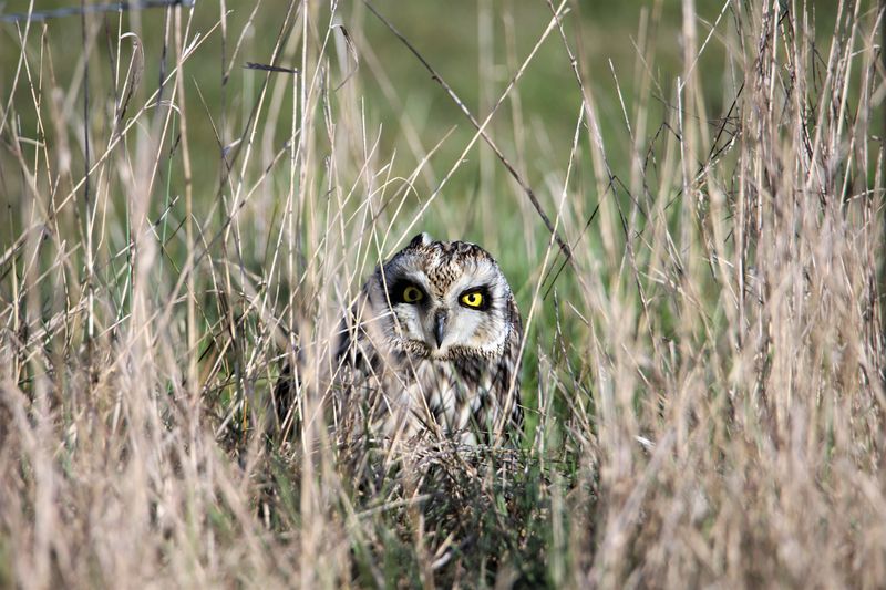 Add Native Plants That Support Rodent Prey