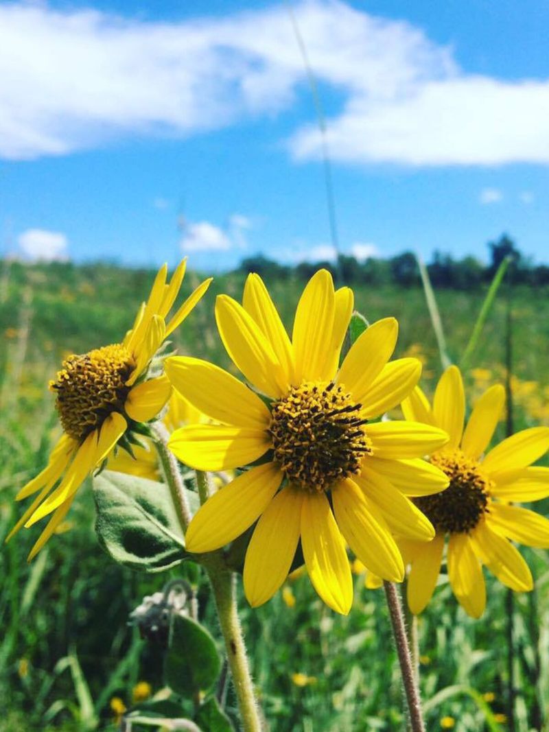 Add Native Sunflowers Where Space Allows