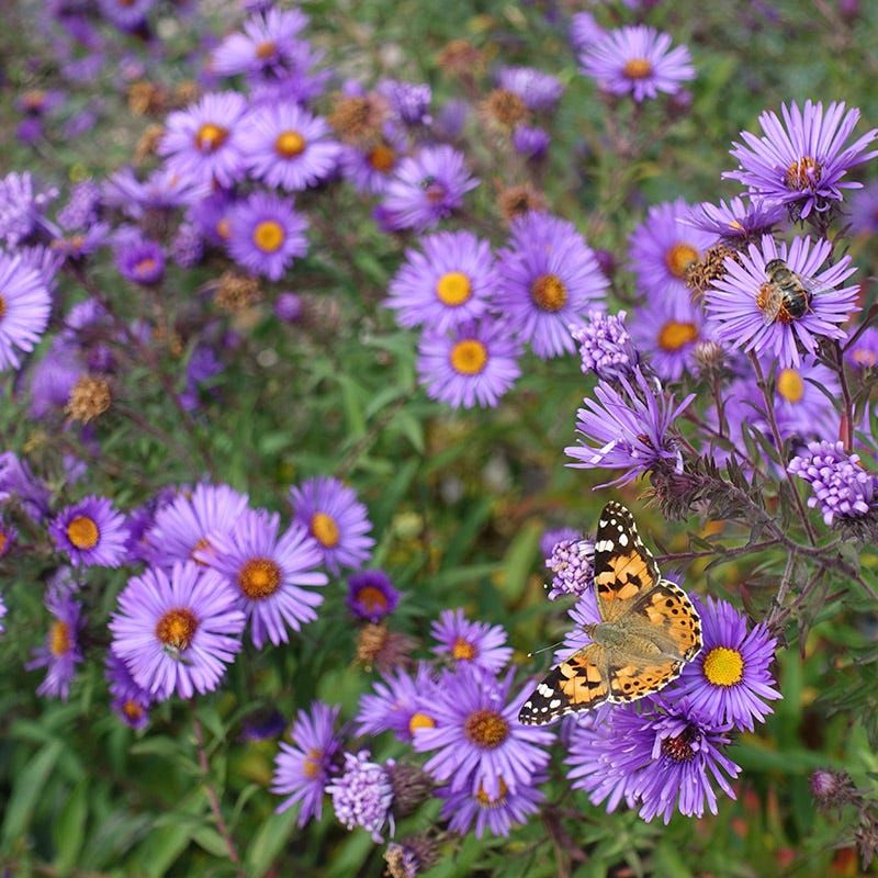 Add New England Aster For Late Season Garden Interest Add New England Aster For Late Season Garden Interest