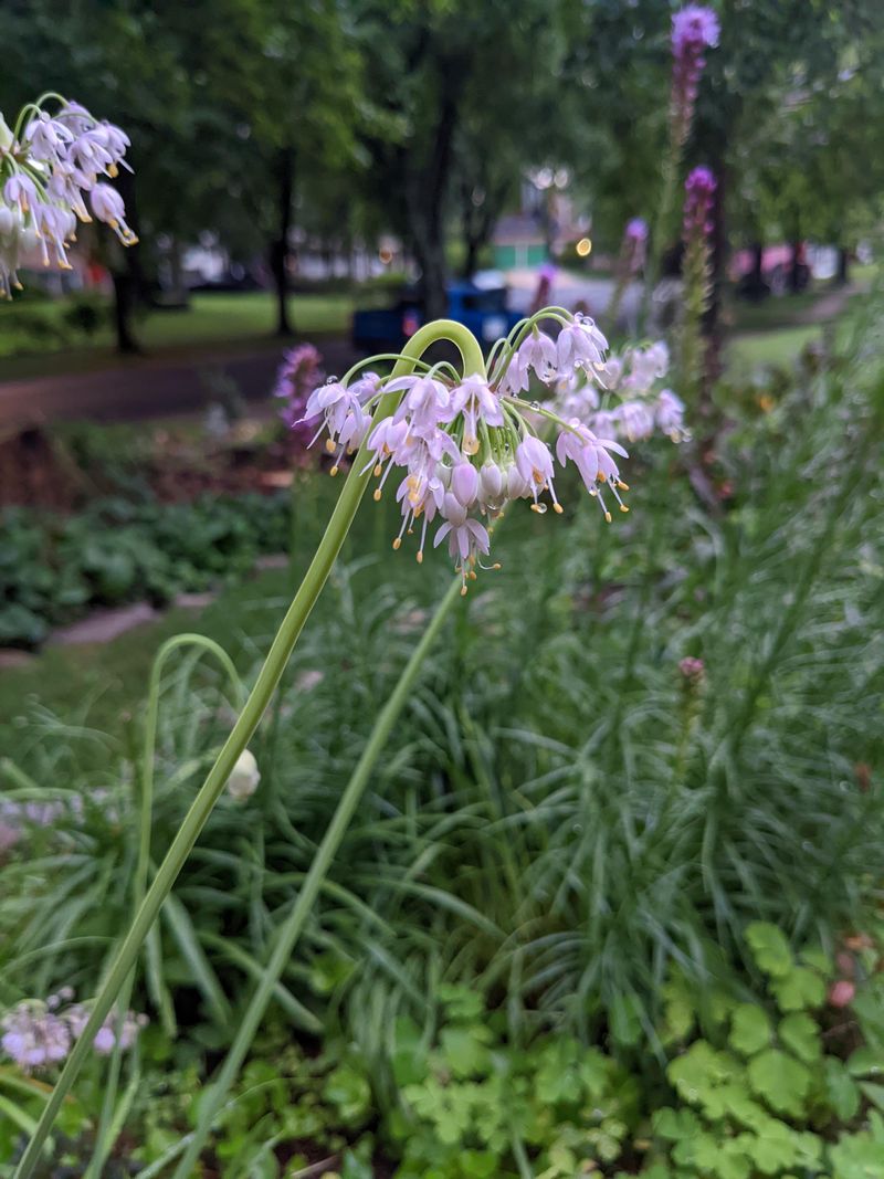 Add Nodding Onion To Dry Borders