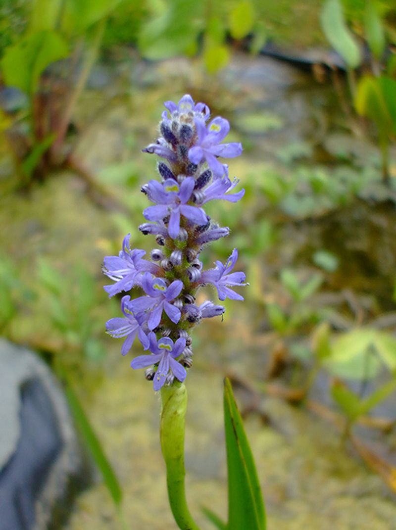 Add Pickerelweed For Emergent Perches Add Pickerelweed For Emergent Perches