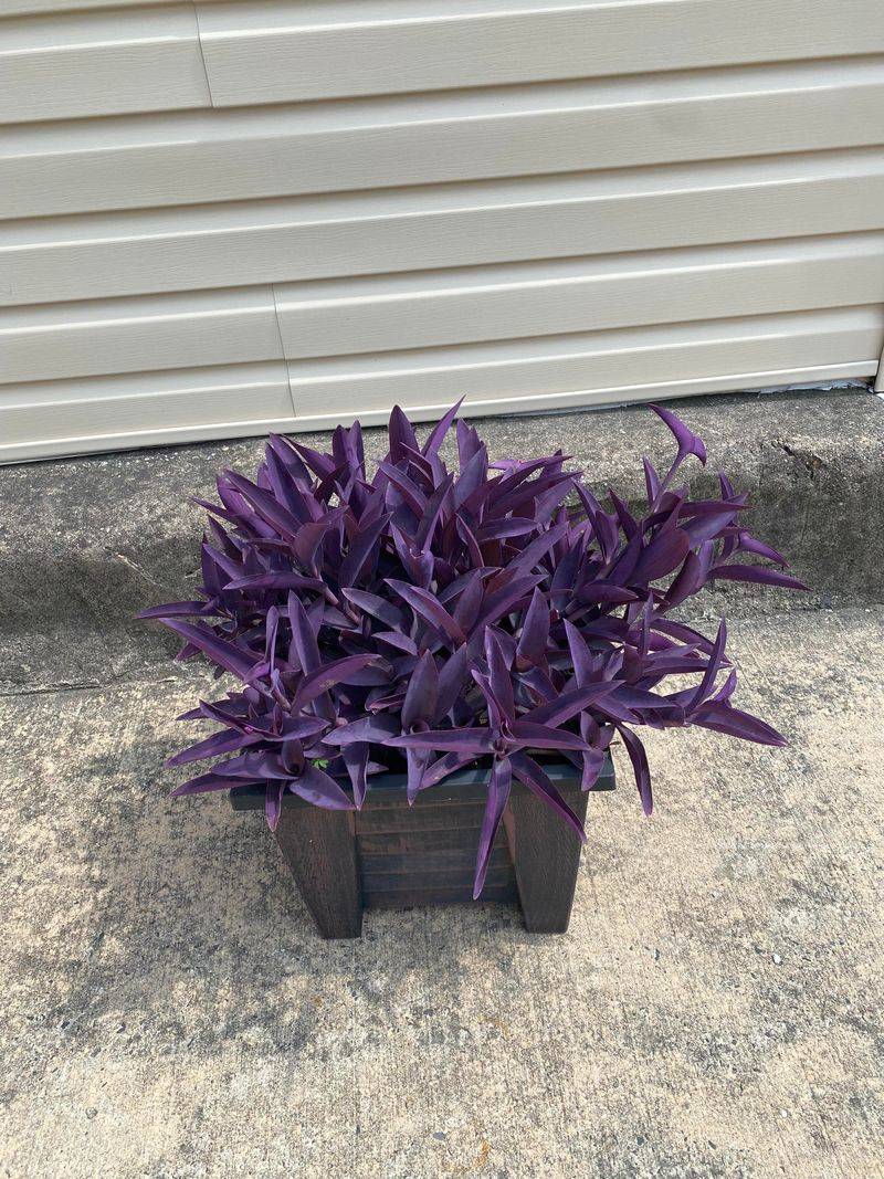 Add Purple Heart For Dark Foliage Add Purple Heart For Dark Foliage