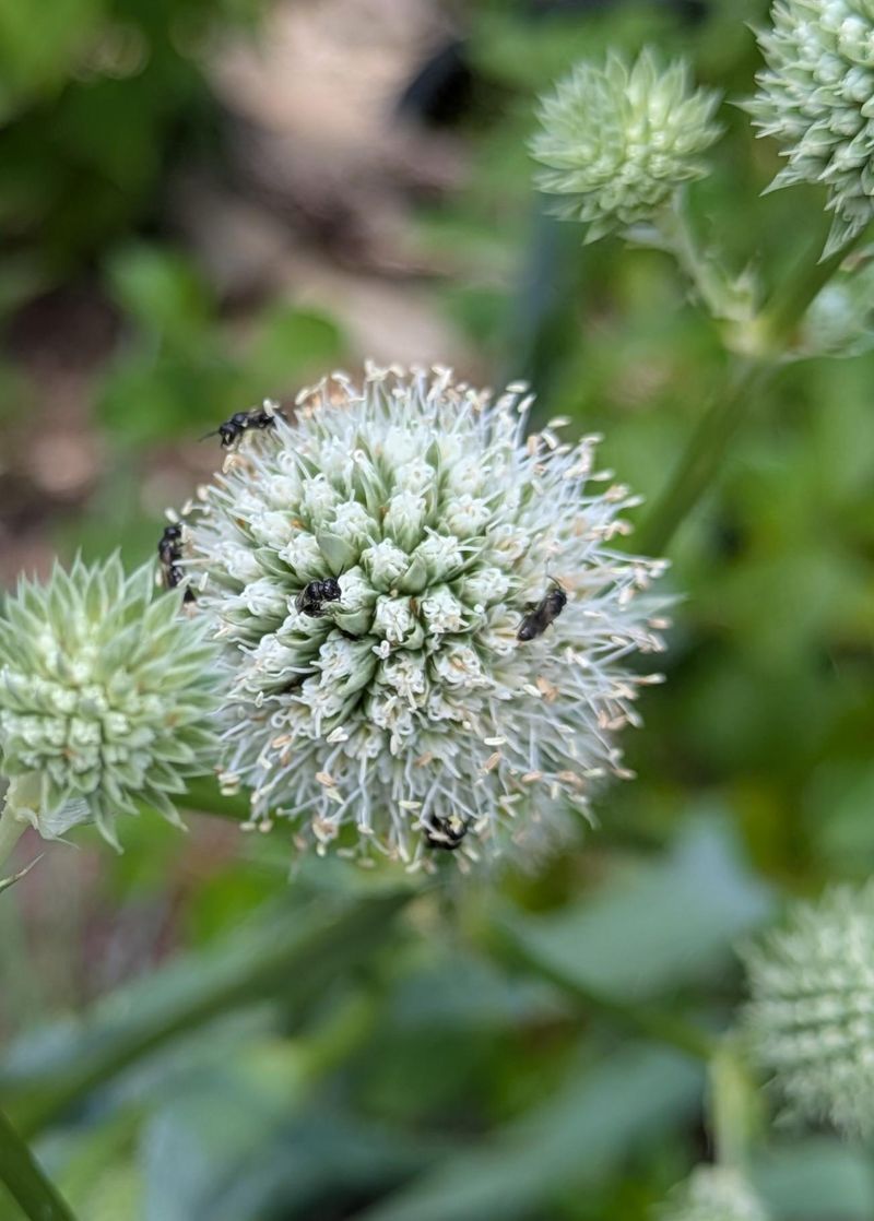 Add Rattlesnake Master For Structure
