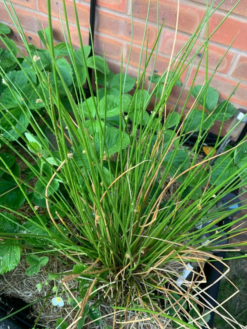Add Soft Rush For Landing Stems Add Soft Rush For Landing Stems