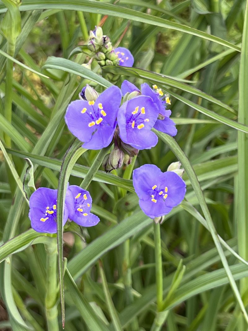 Add Spiderwort For An Earlier Drought-Tolerant Bloom Add Spiderwort For An Earlier Drought-Tolerant Bloom