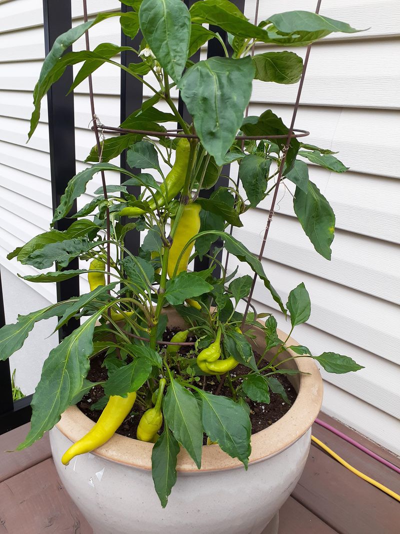 Add Sweet Banana To The Fall Bed Add Sweet Banana To The Fall Bed