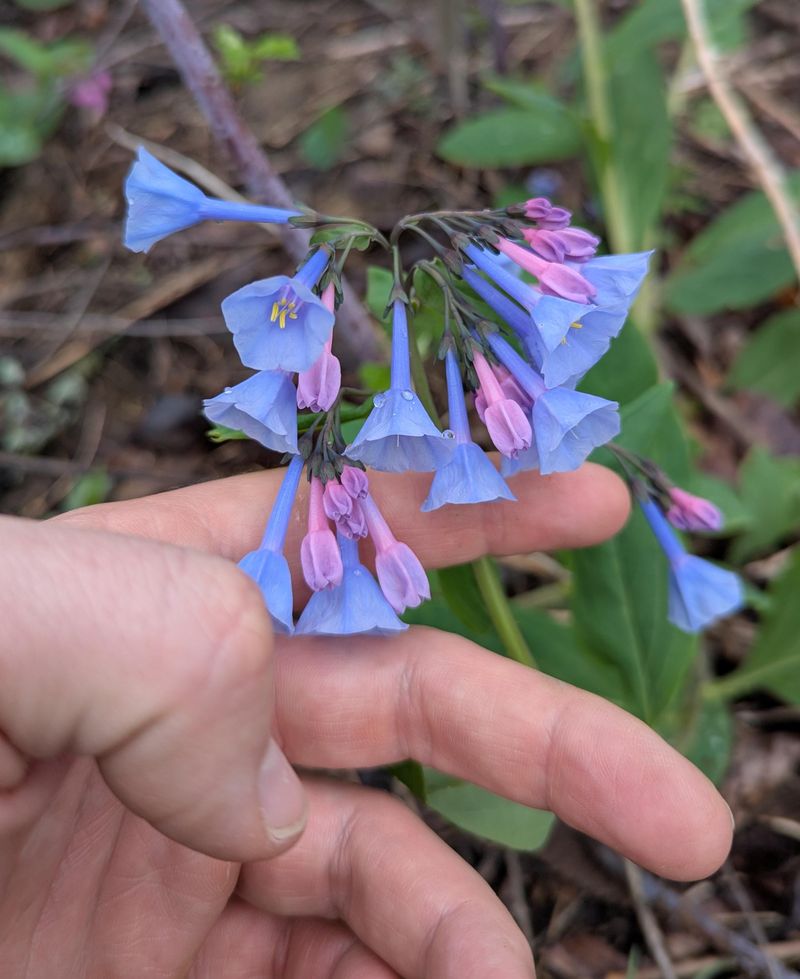 Add Virginia Bluebells For Early Color
