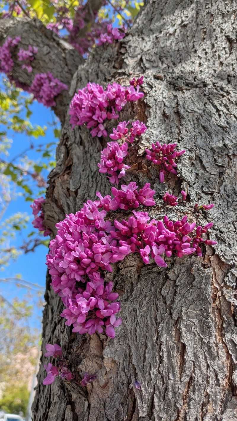 Add Western Redbud For Small Yard Color Add Western Redbud For Small Yard Color