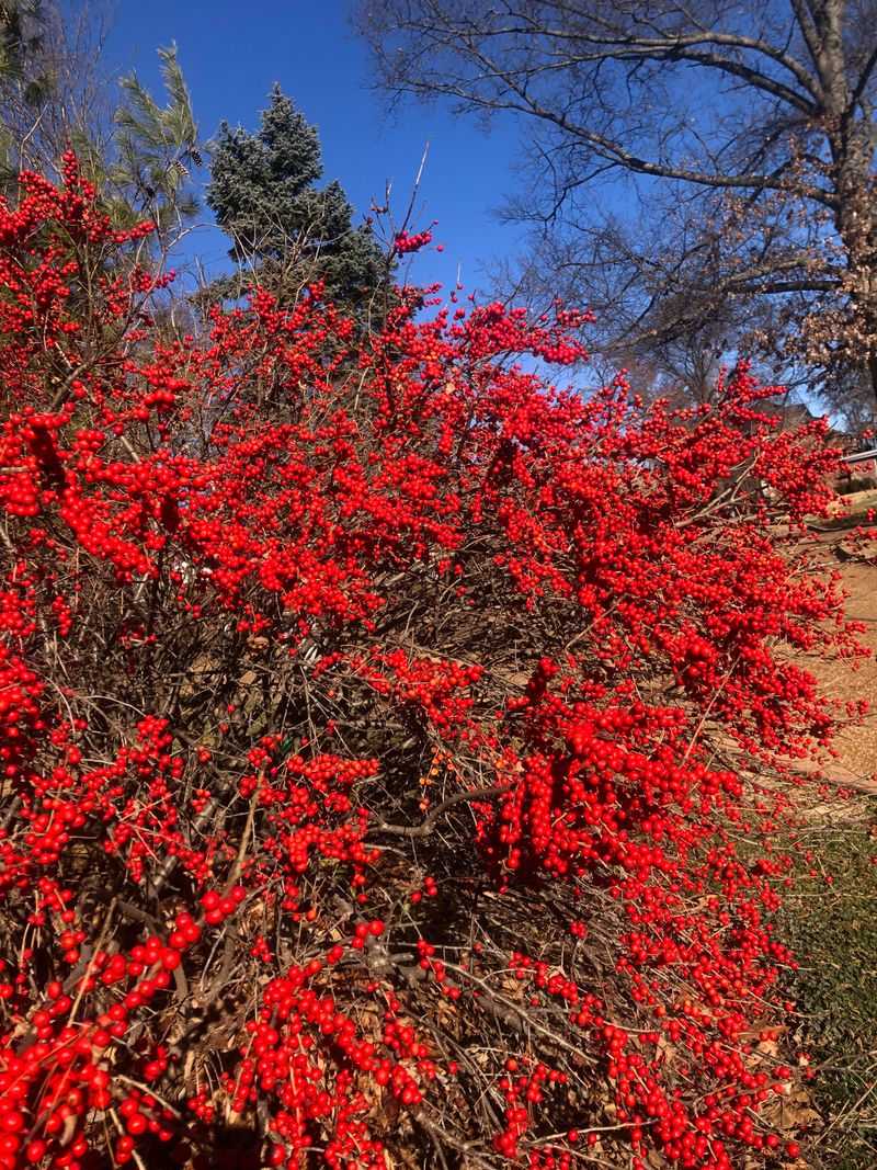 Add Winterberry Around Rain Garden Edges Add Winterberry Around Rain Garden Edges