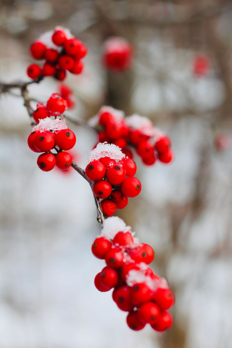 Add Winterberry For Bright Winter Interest Add Winterberry For Bright Winter Interest