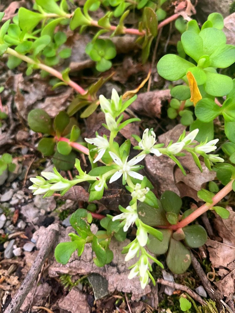 Add Woodland Stonecrop In Rocky Shade