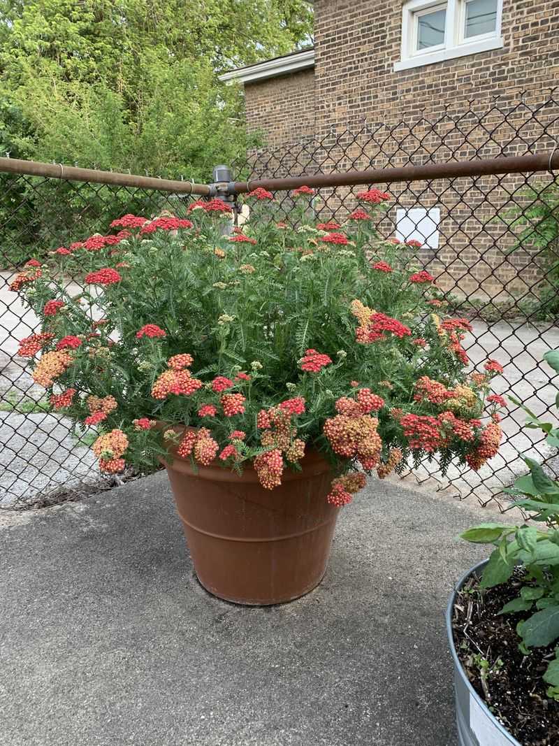 Add Yarrow For Long Lasting Nectar Add Yarrow For Long Lasting Nectar