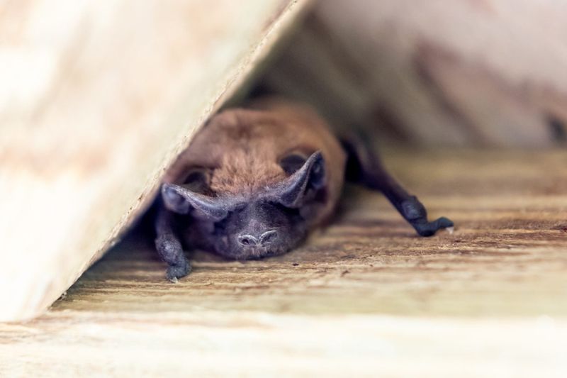 Add the Habitat Features Bats Actually Need Add the Habitat Features Bats Actually Need