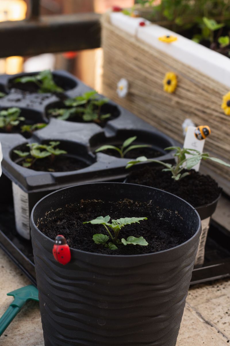 Adding It To Your Own Garden